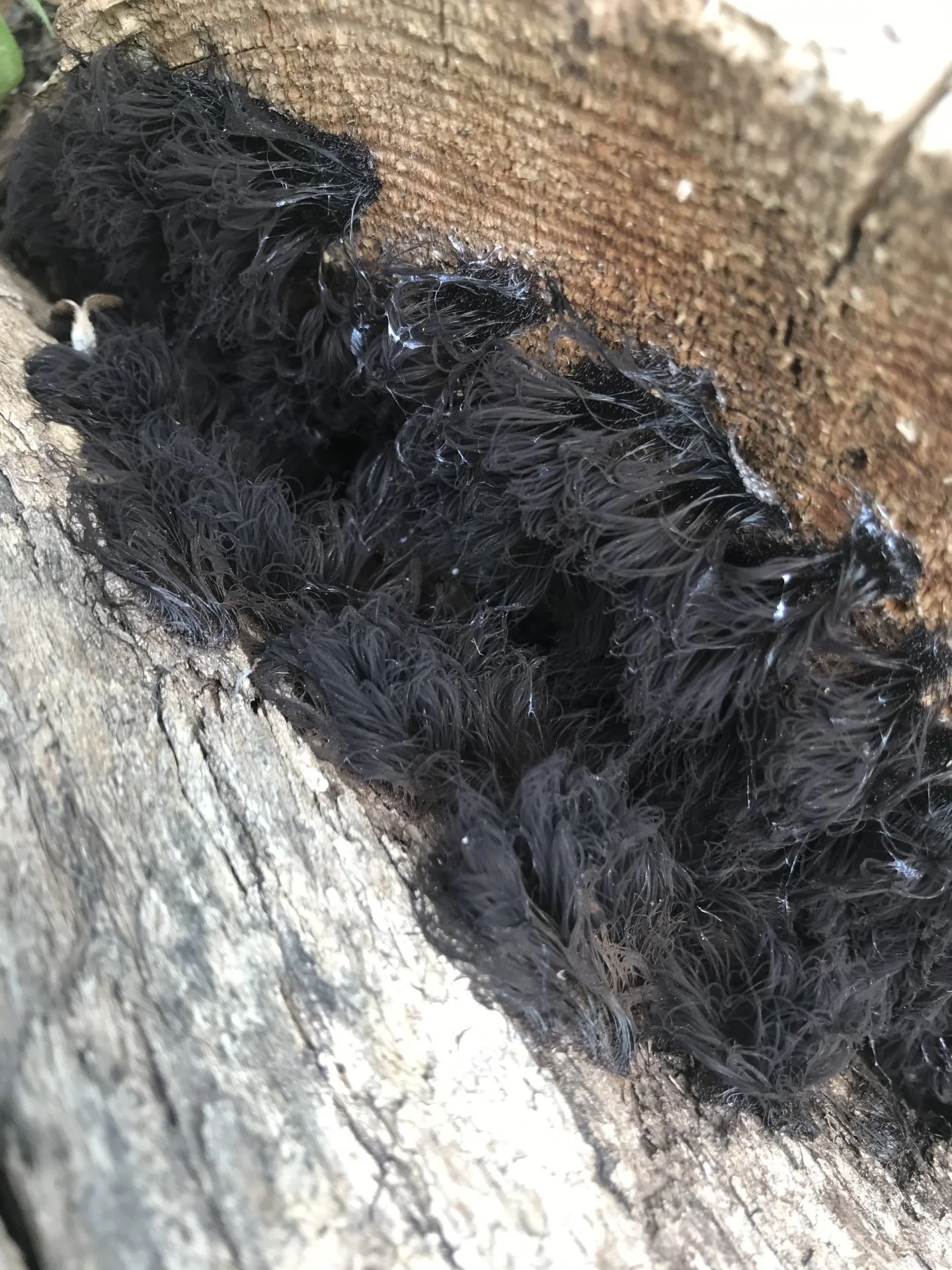 Freaky furry fungus 2