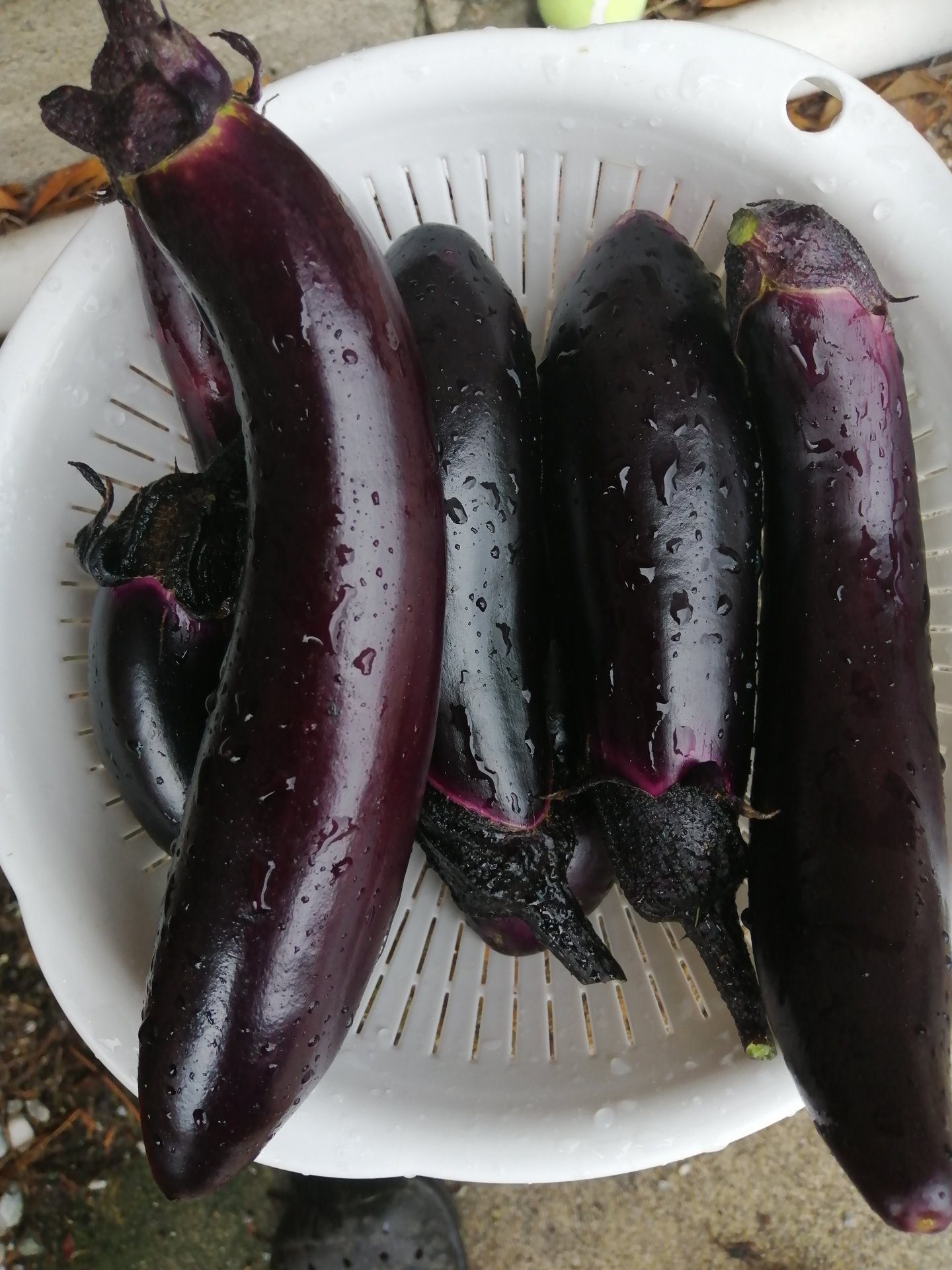 Free eggplant!