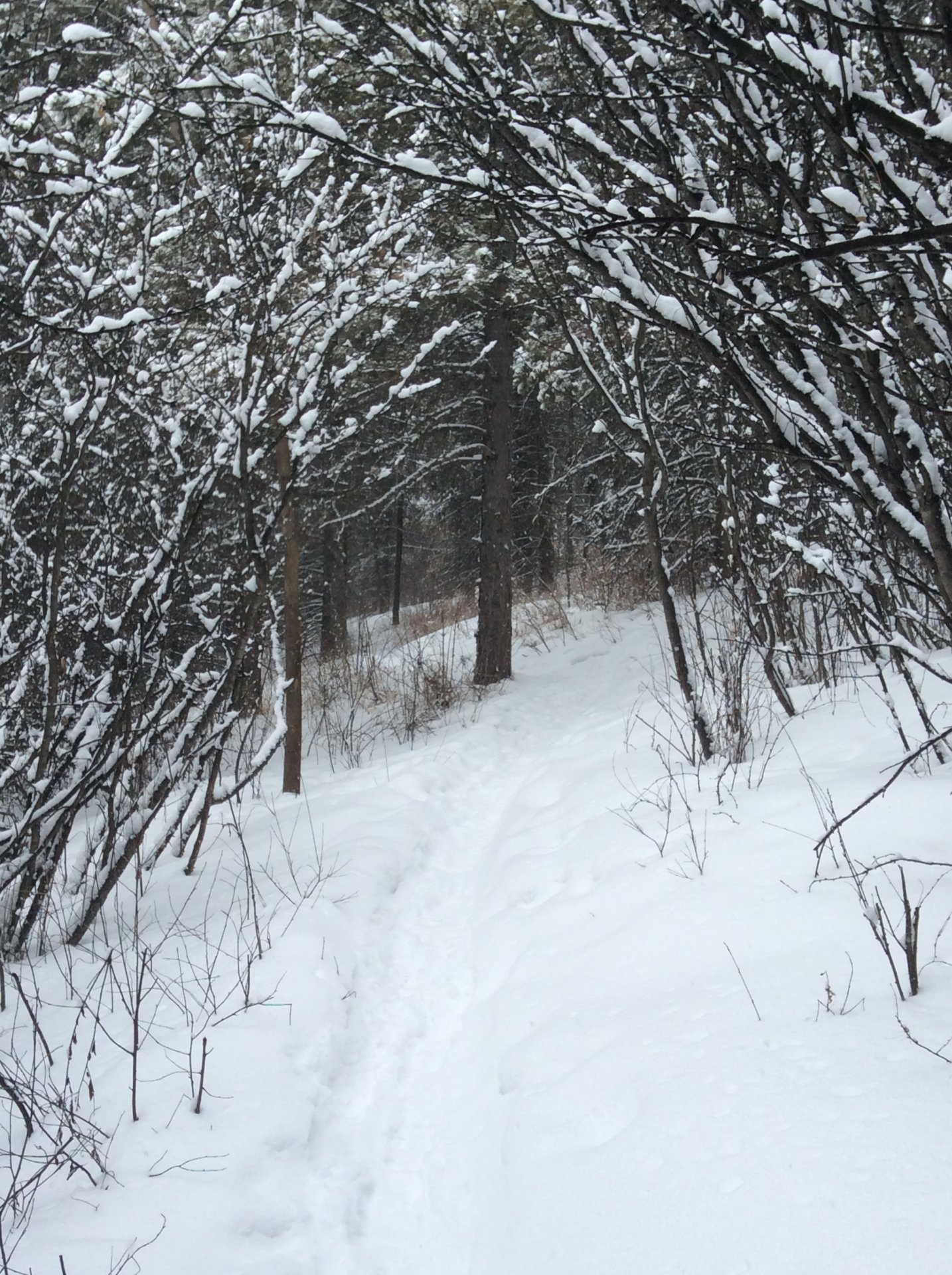 fresh snow, new trails