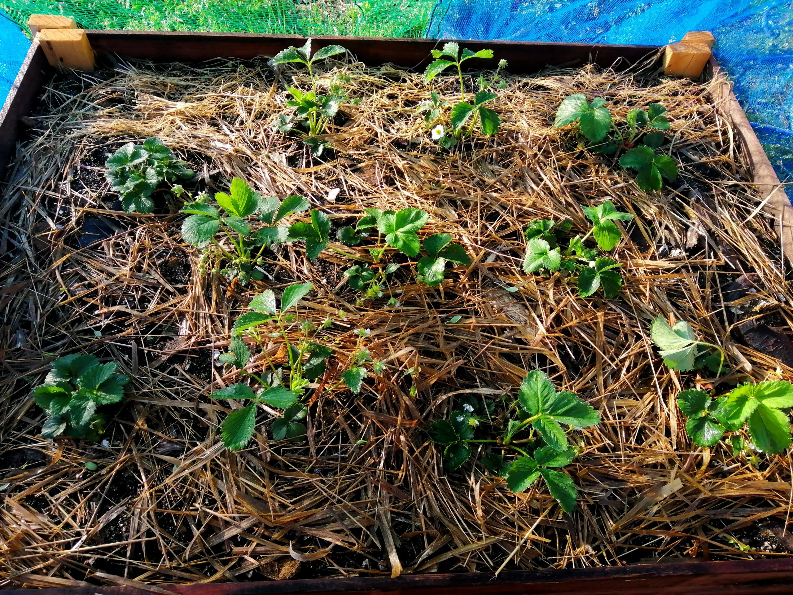 Freshly weeded strawberries