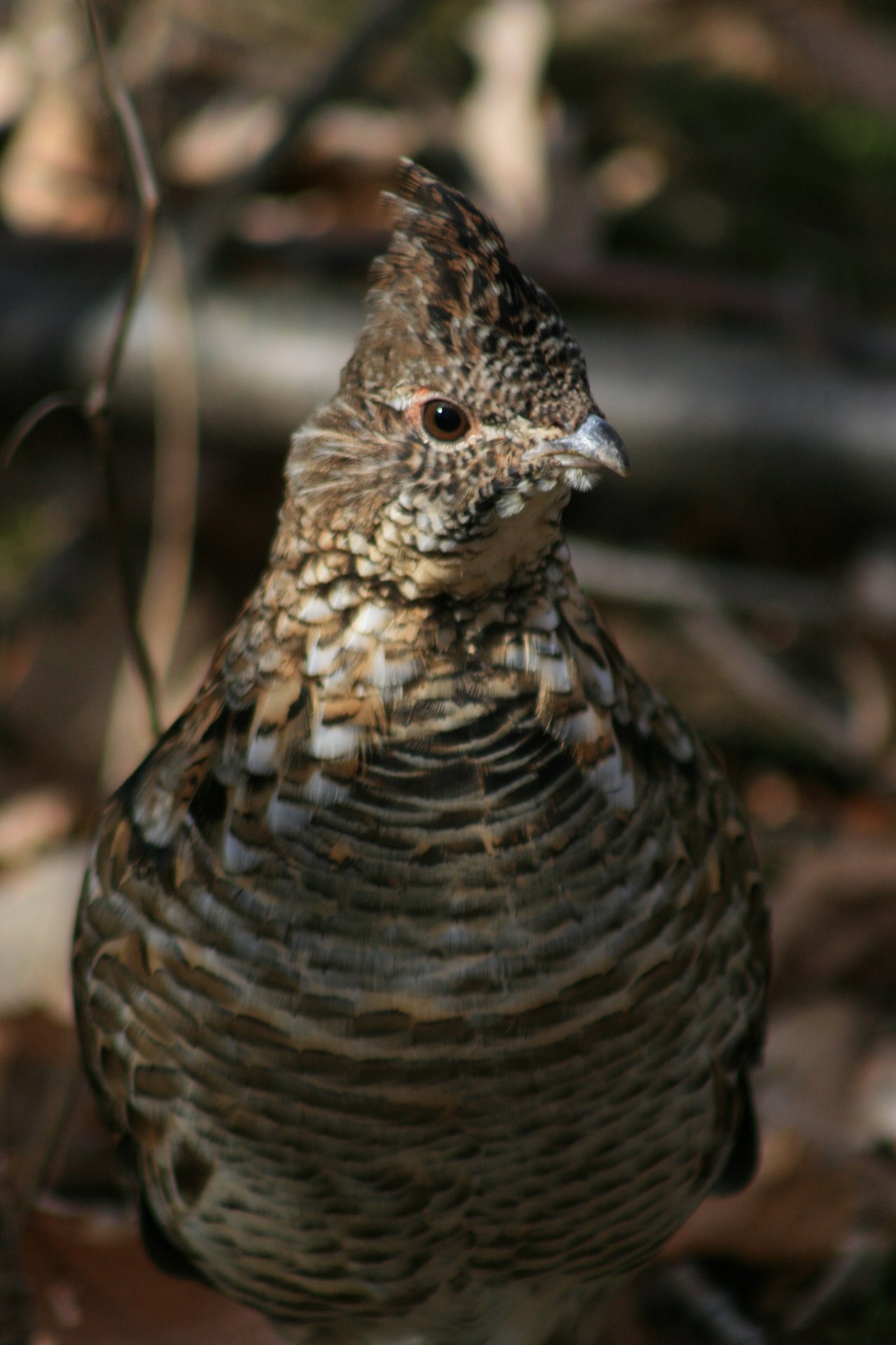 Friendly Grouse