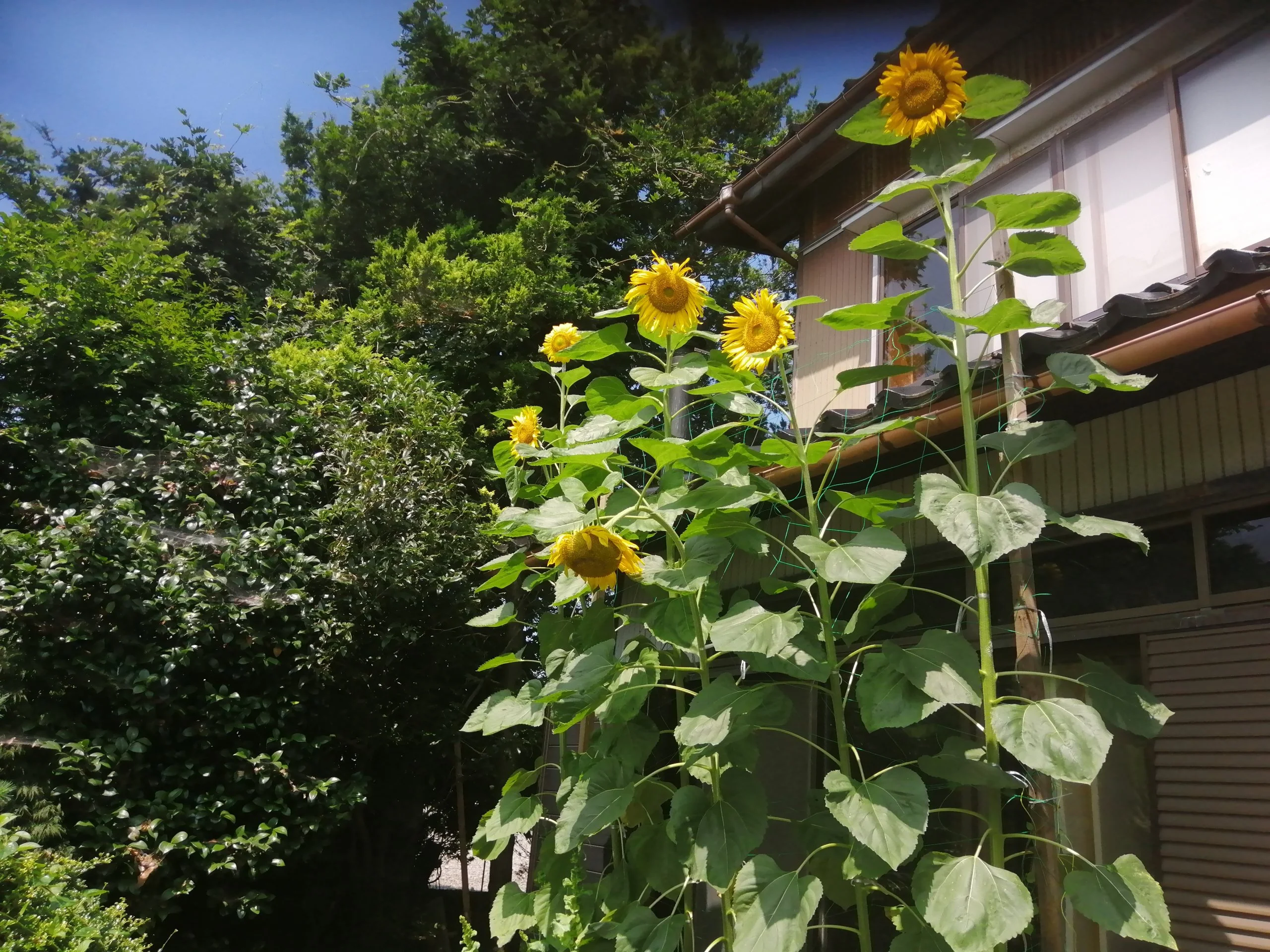 Fully flowering