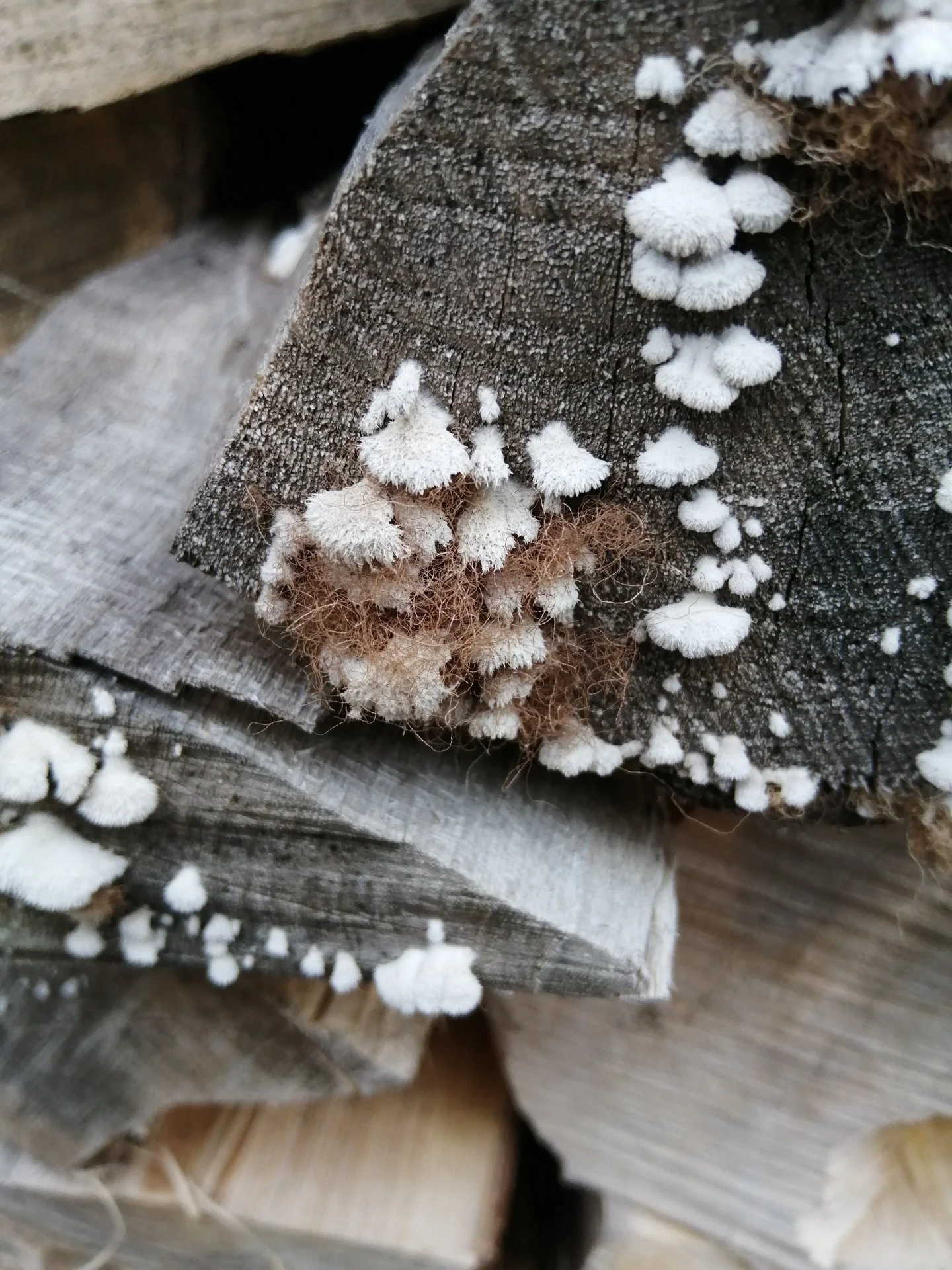 Furry brown fungi