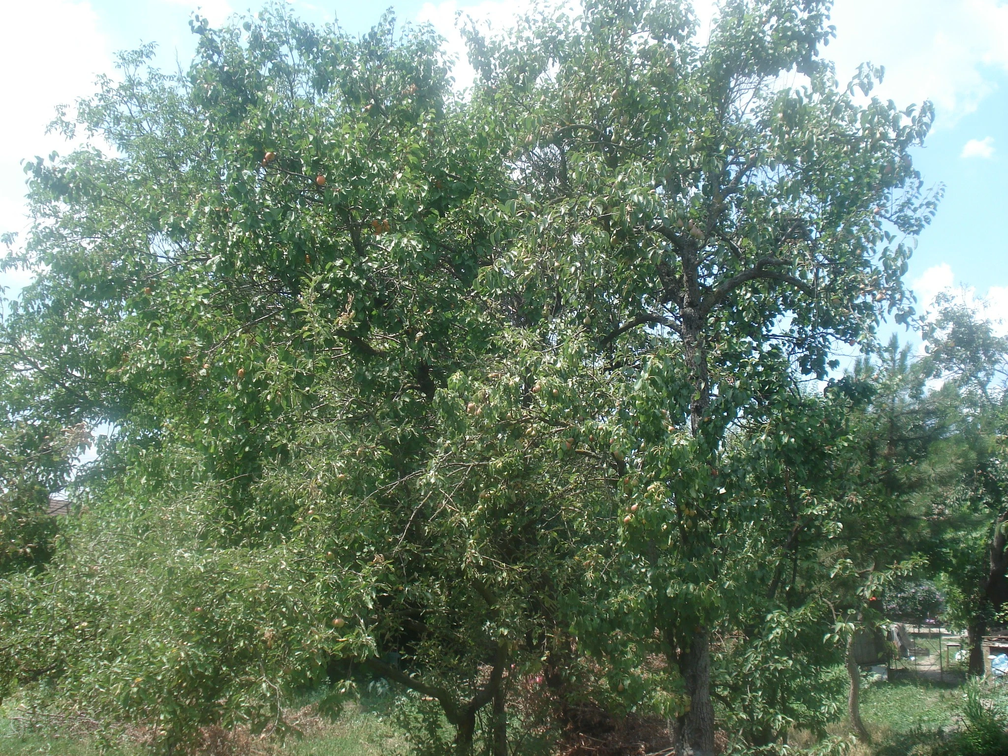 Garden Trees