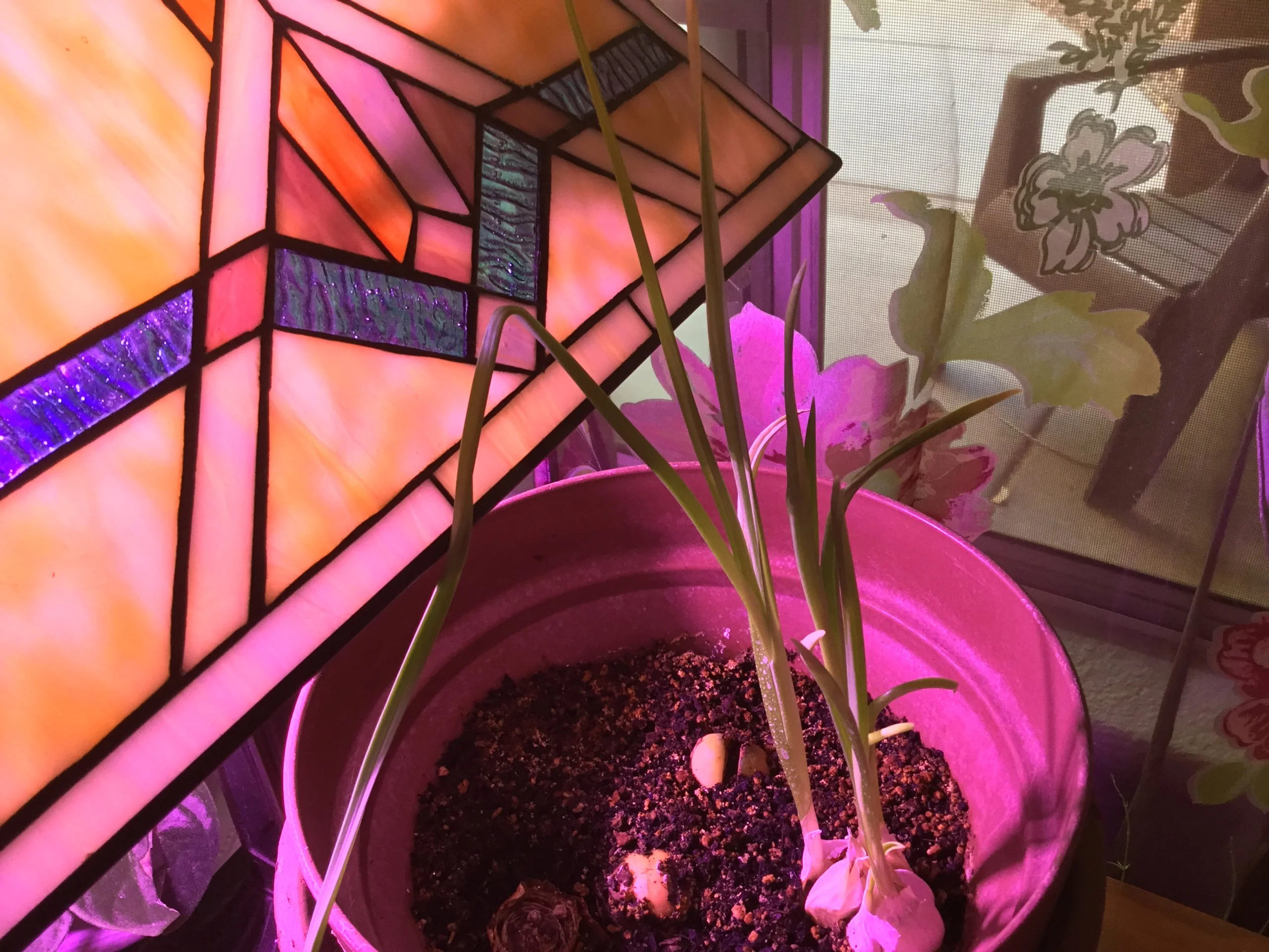 Garlic bulb growing in the window