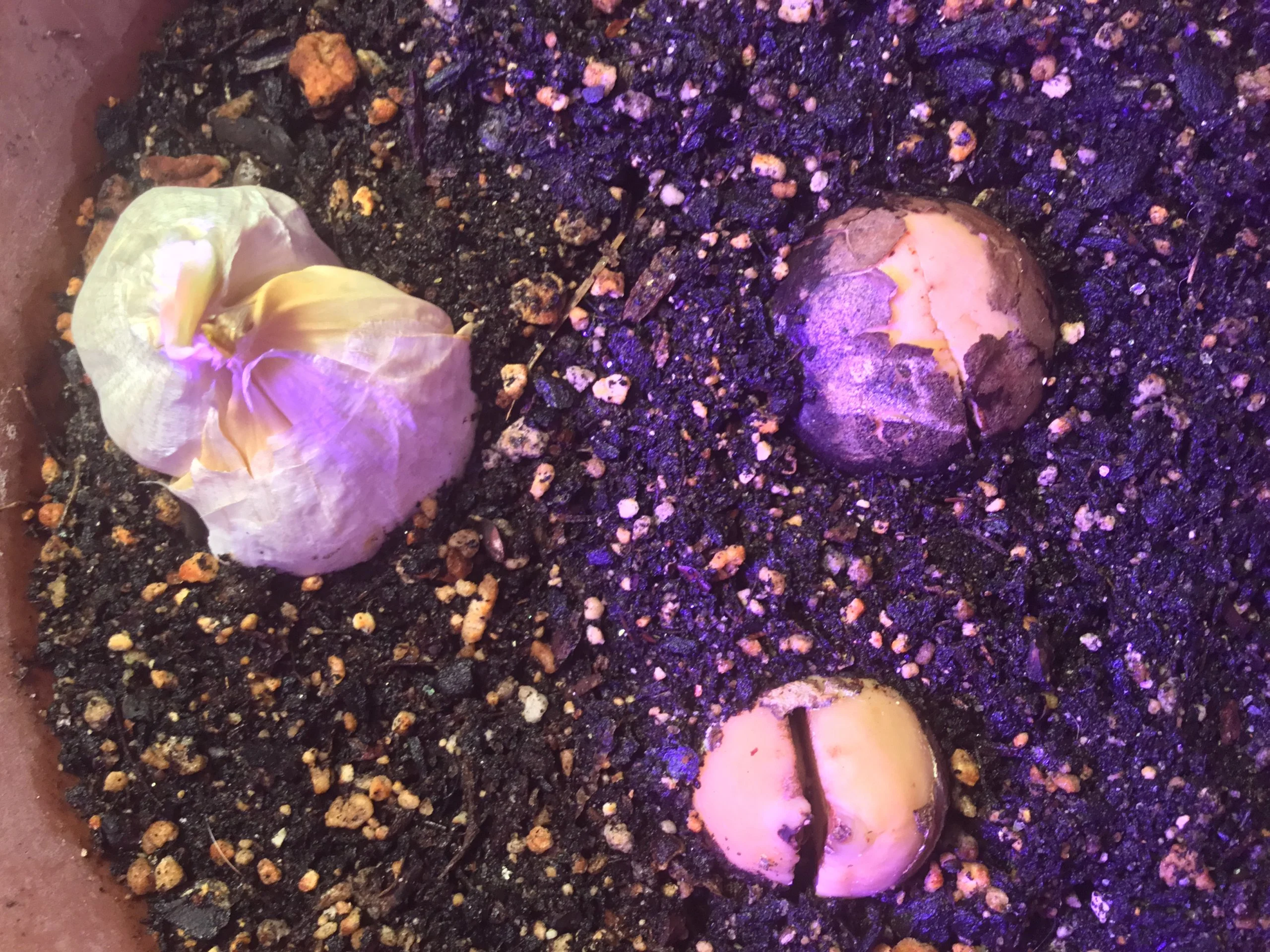 Garlic bulb on the left