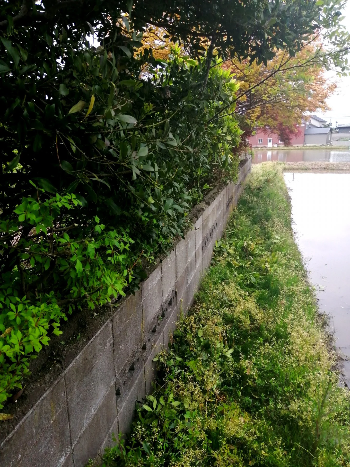 Had to cut the trees on the back wall of my property.