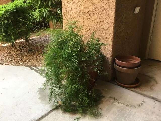 Happy Asparagus Fern!