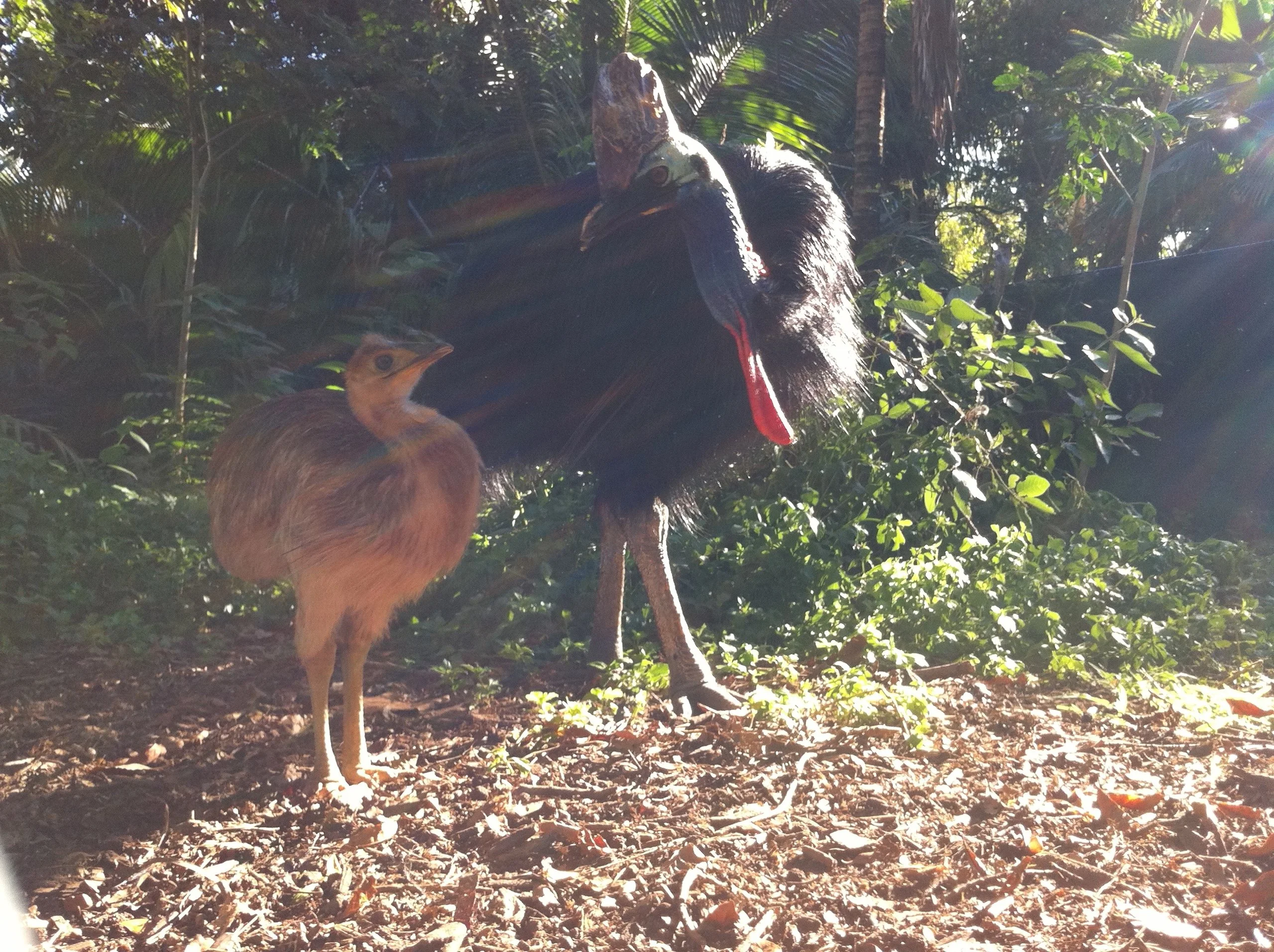 HAPPY WORLD CASSOWARY DAY