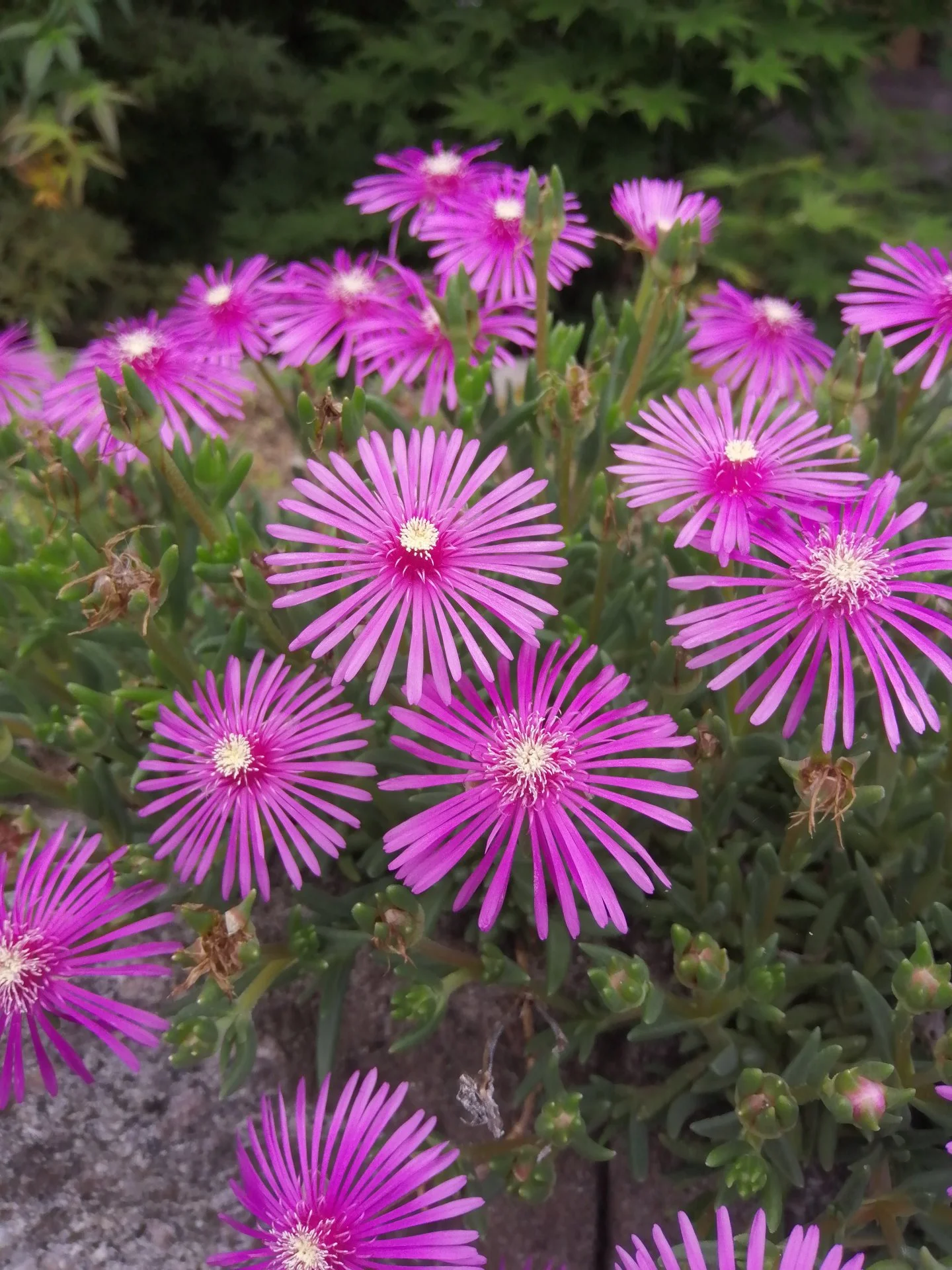 Hardy iceplant flowers