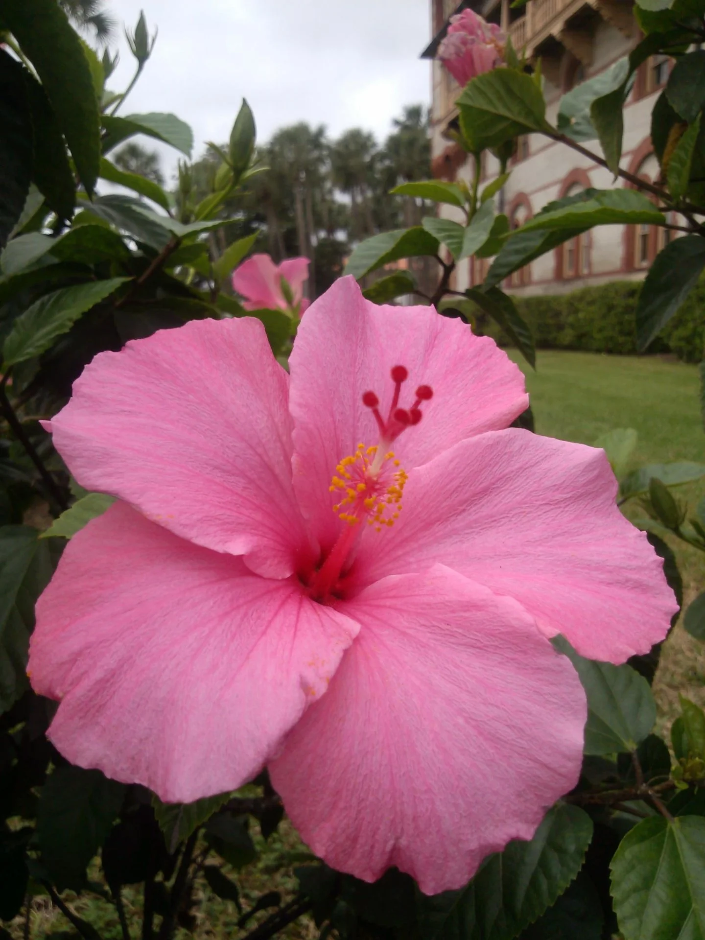 Hibiscus