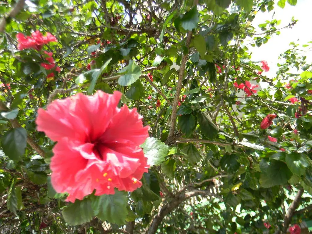Hibiscus