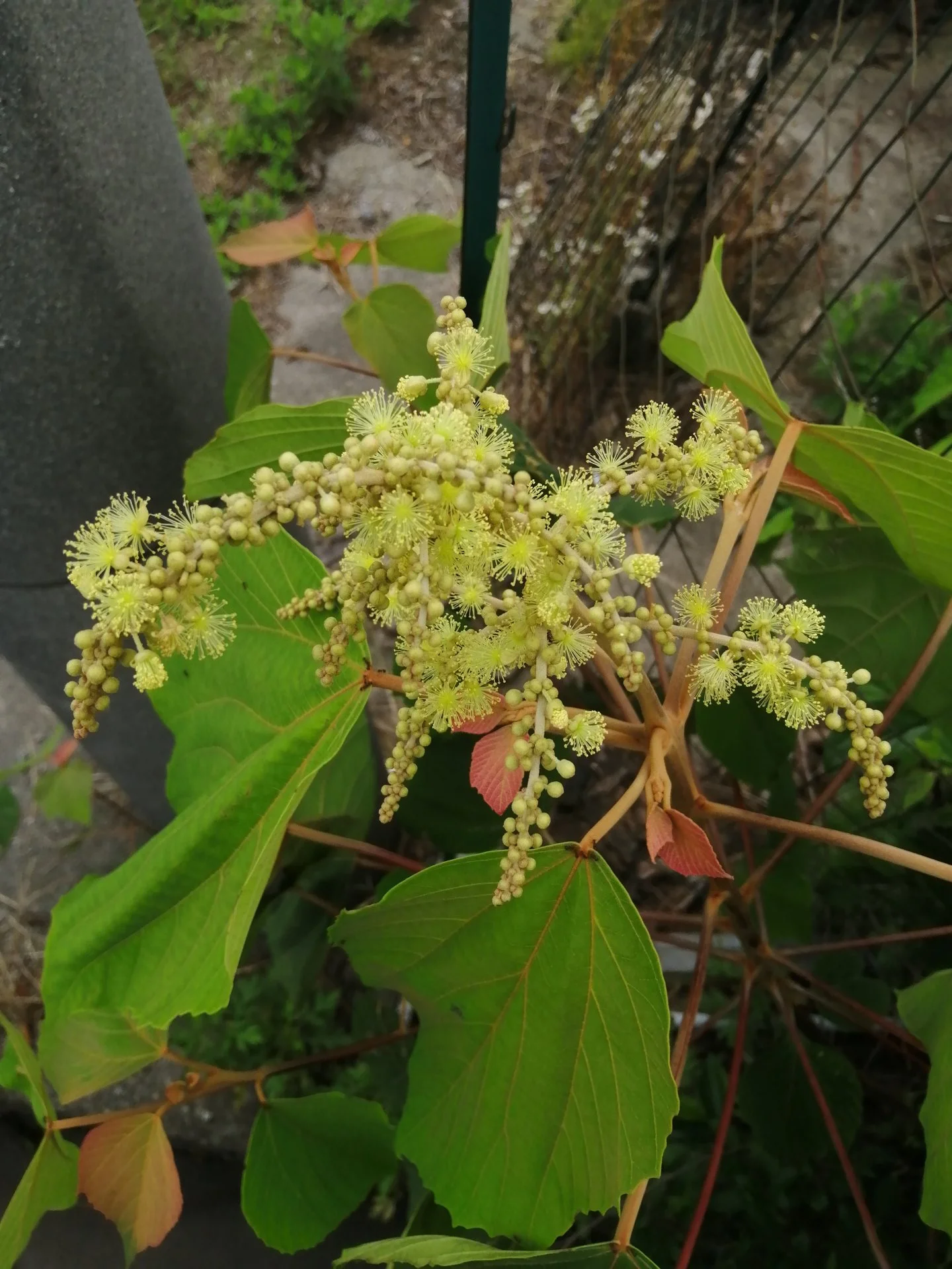 High ridge Moho flowers