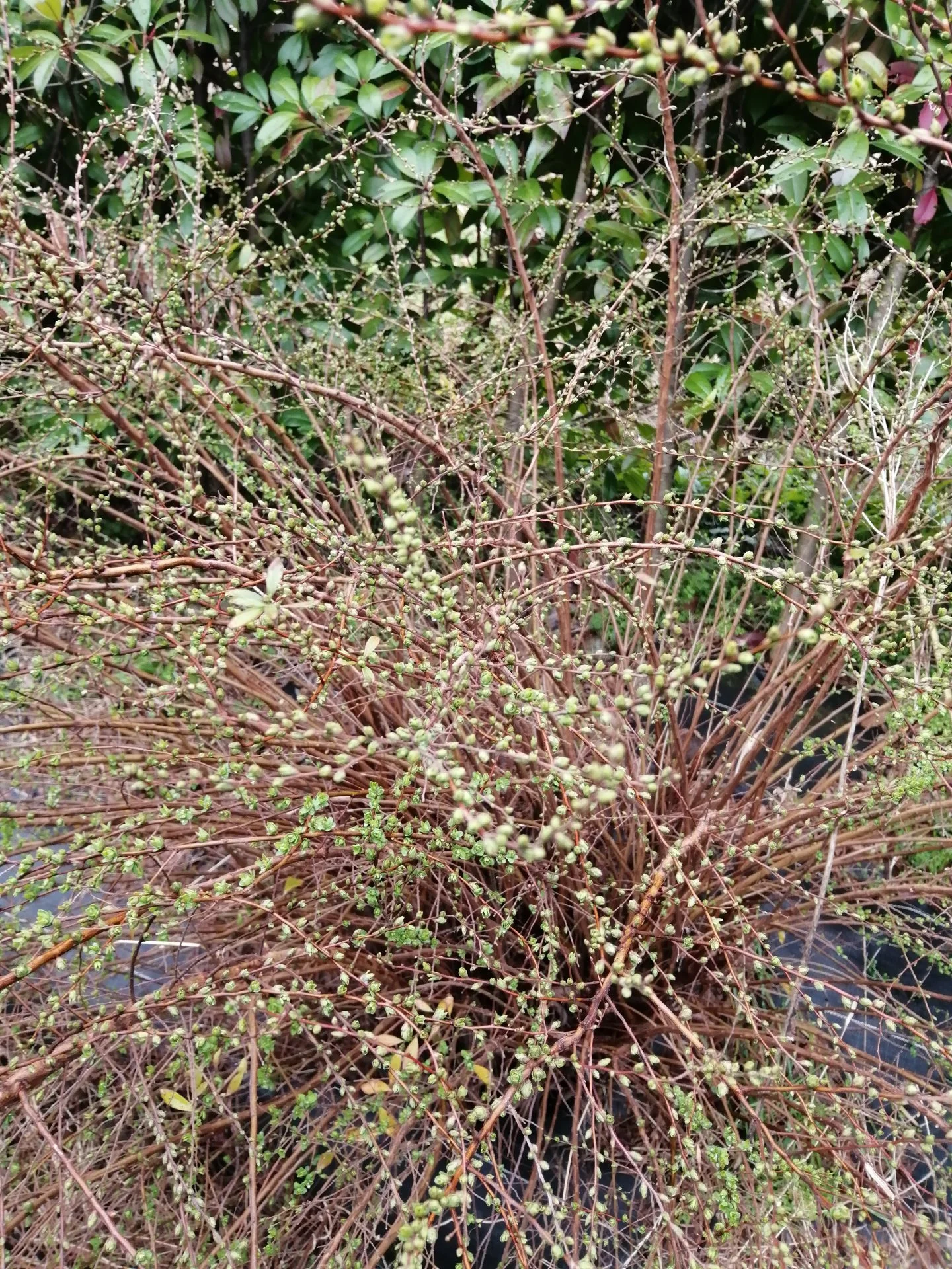 Honeysuckle budding in February?