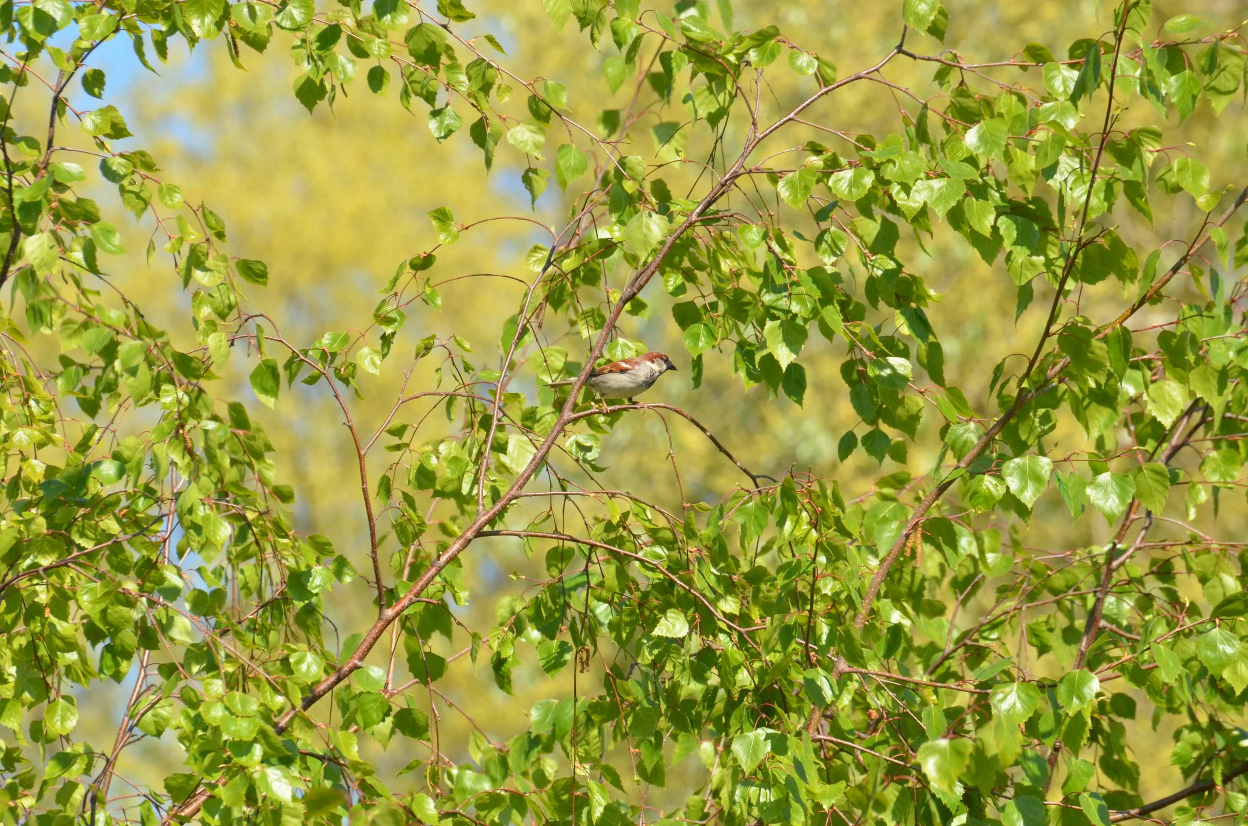 House Sparrow