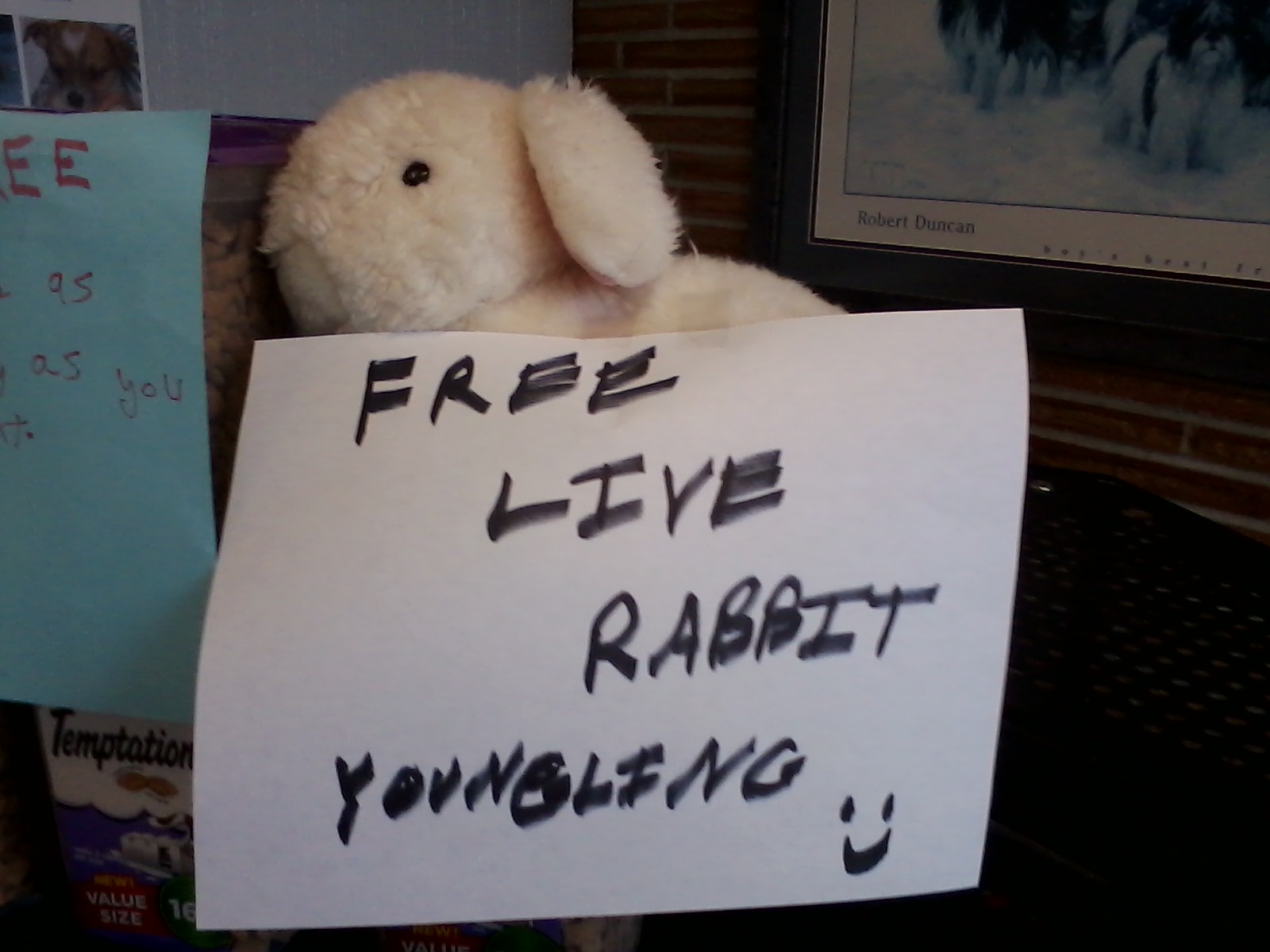 i put this rabbit up for adoption