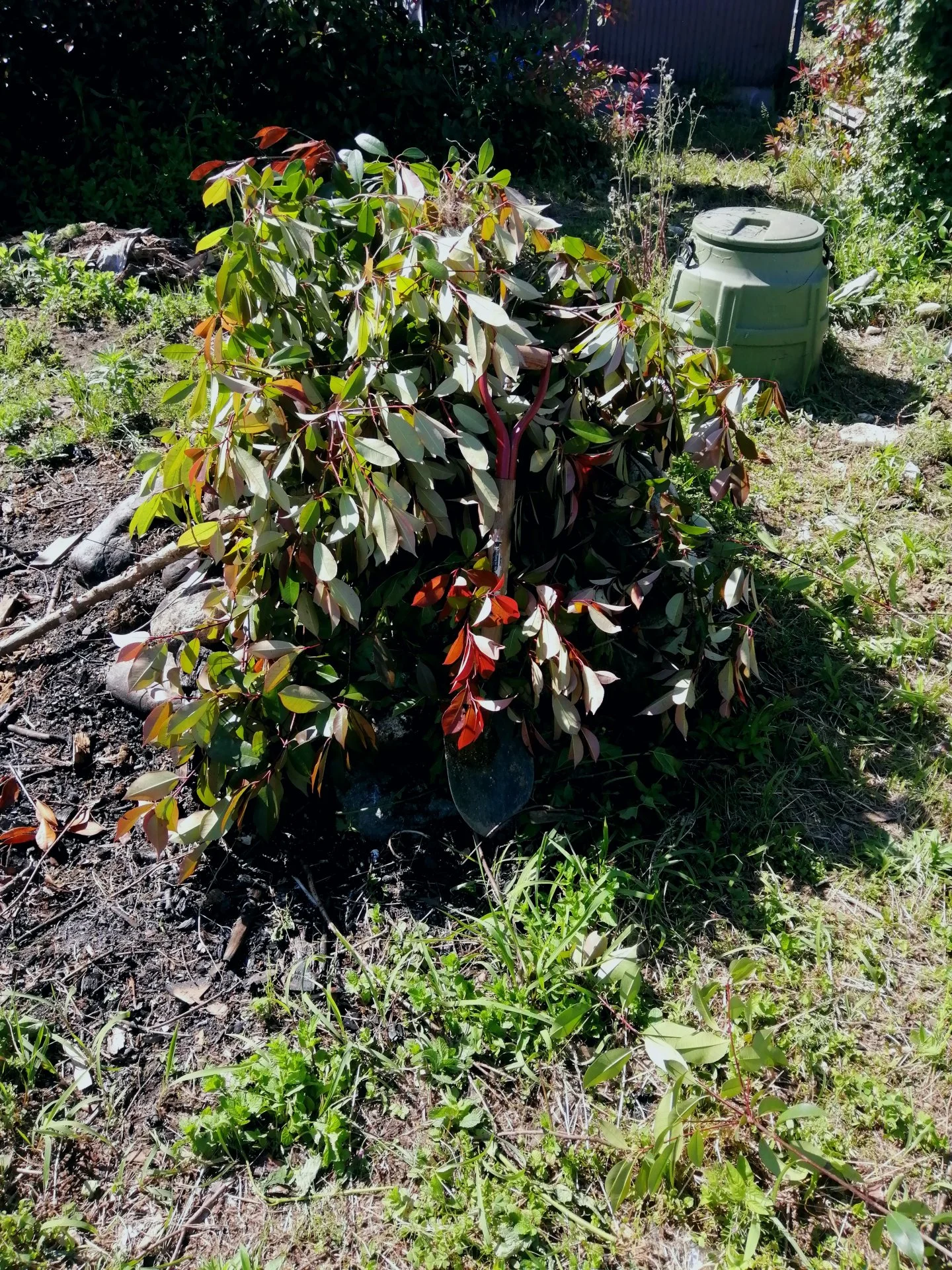 I put your shovel where it matches nicely dad haha...