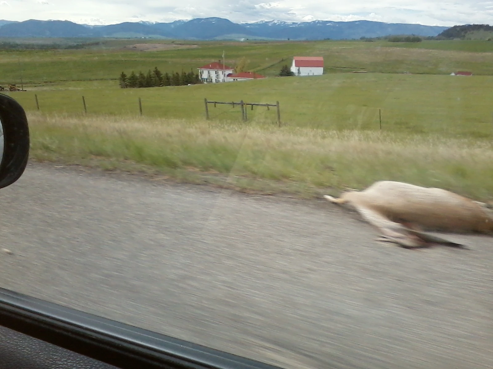 i took the picture at the exact right time and caught a dead deer