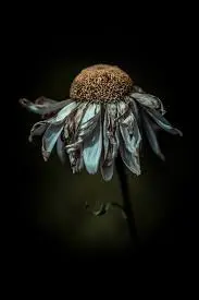 images - 2023-08-24T151343.698.jpeg