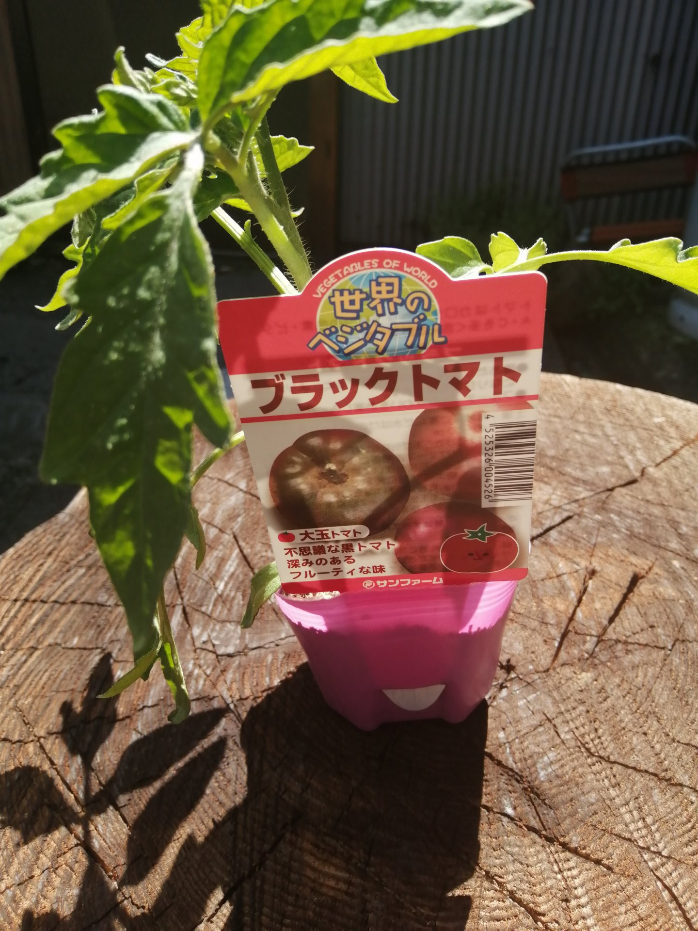 Japanese Black Trifele tomato