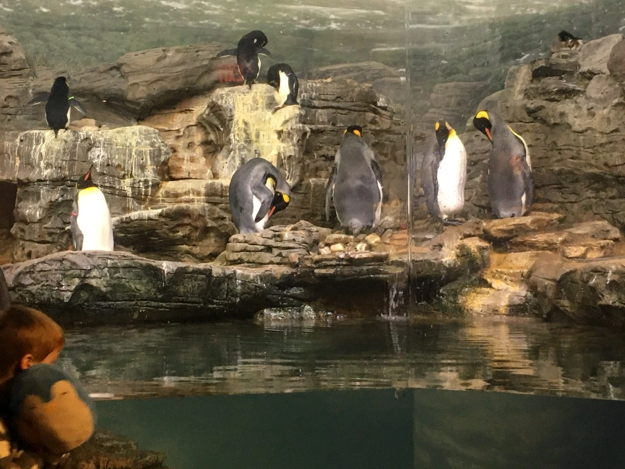 King Penguins