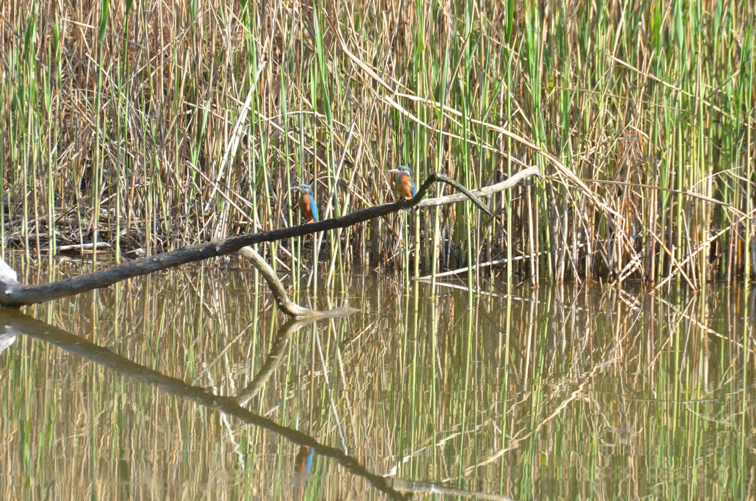 Kingfisher Couple