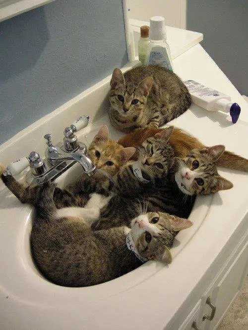 kitties in a sink