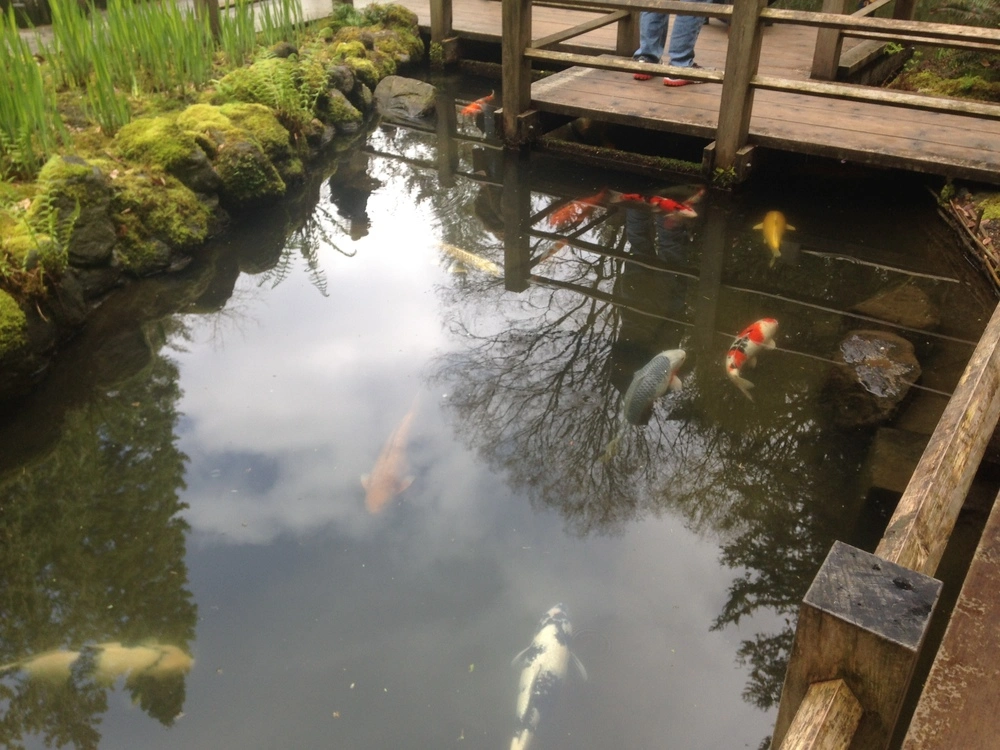 Koi Pond