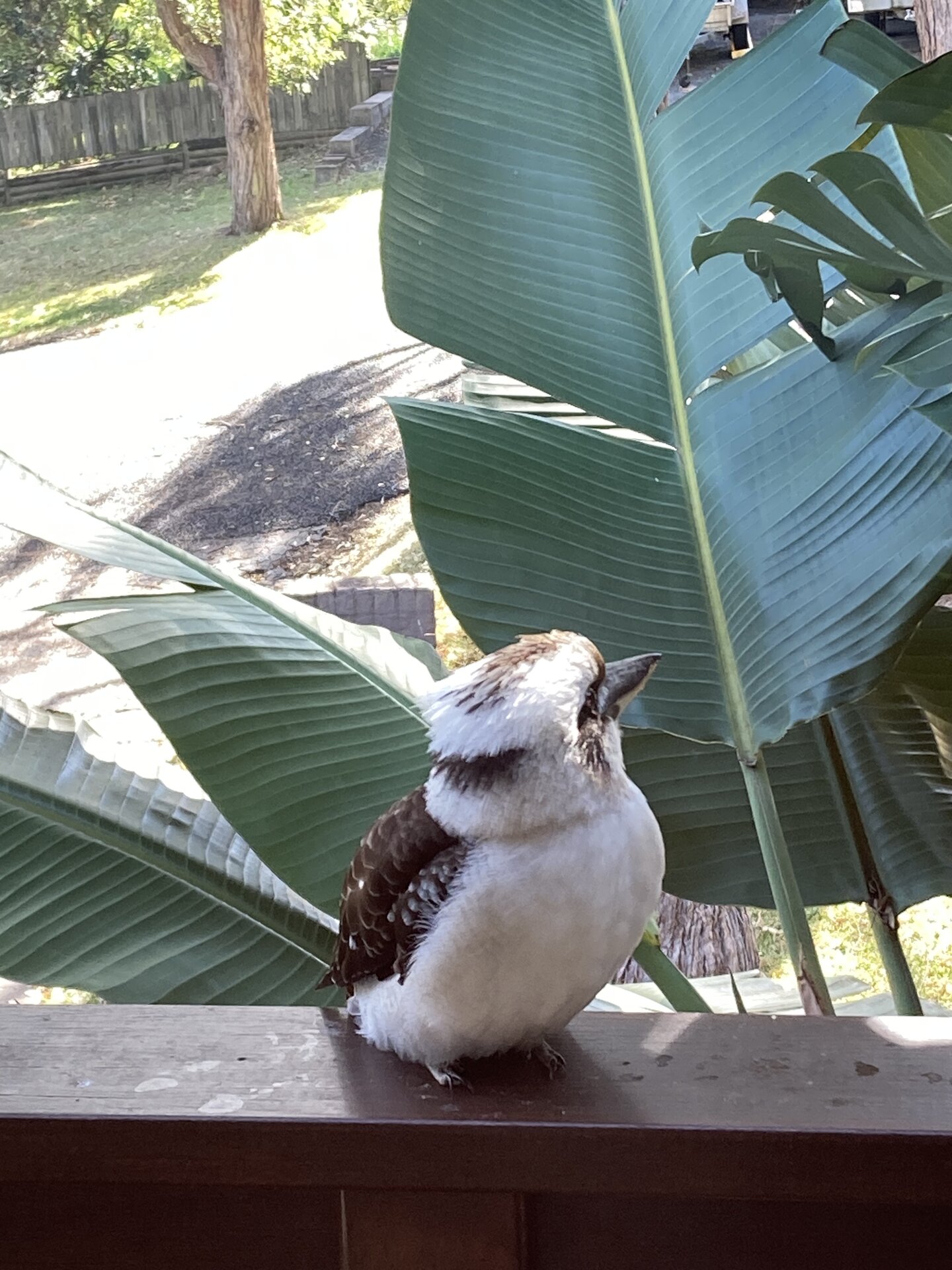 kookaburra