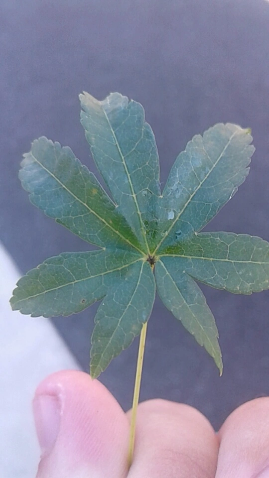 Leaf