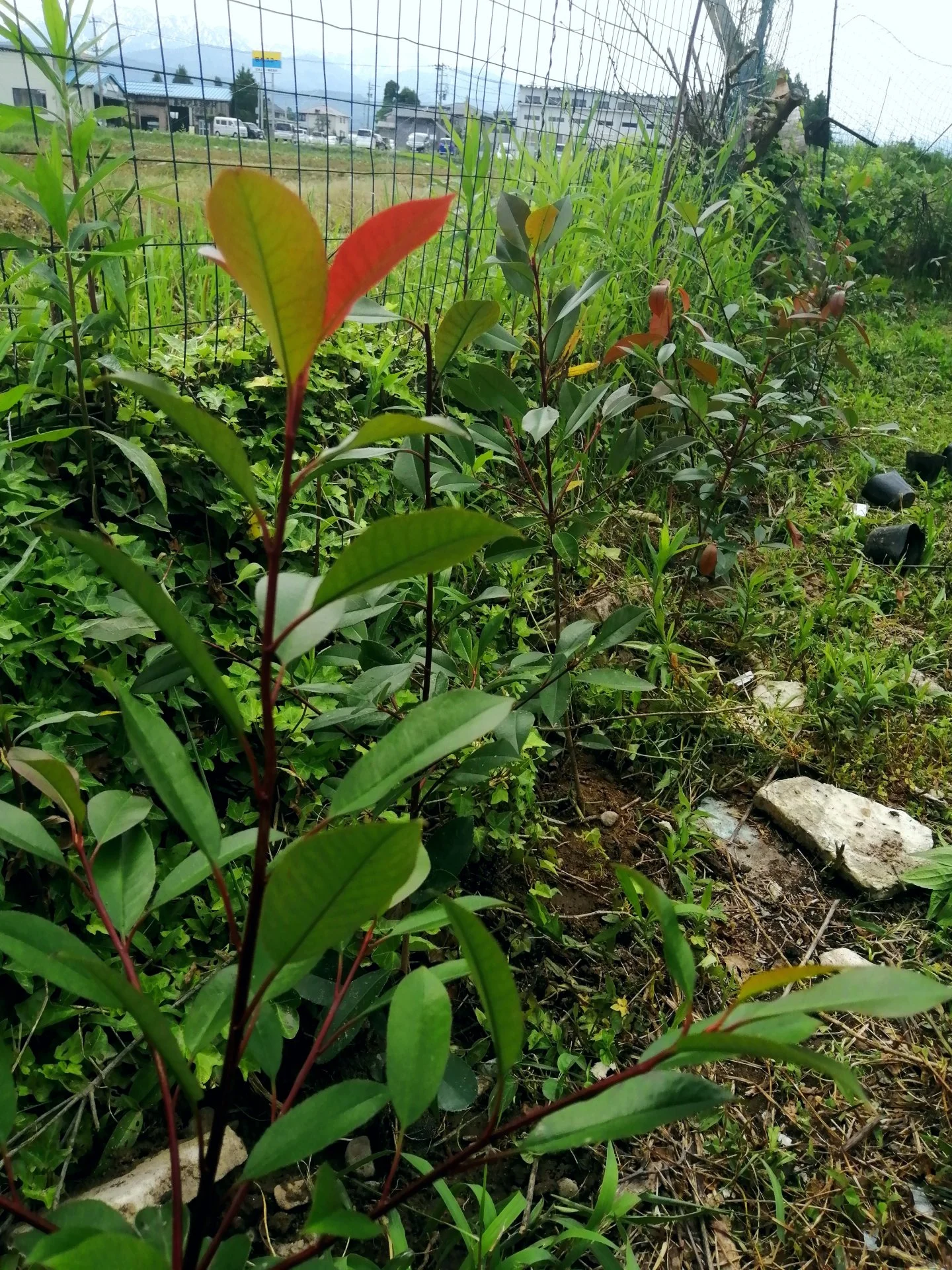 Line of red robin trees