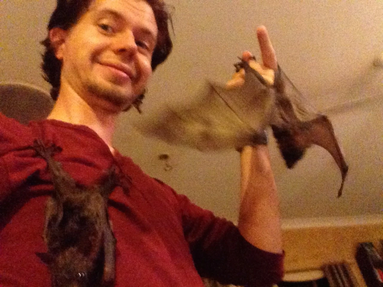 Little Red Flying Fox pups