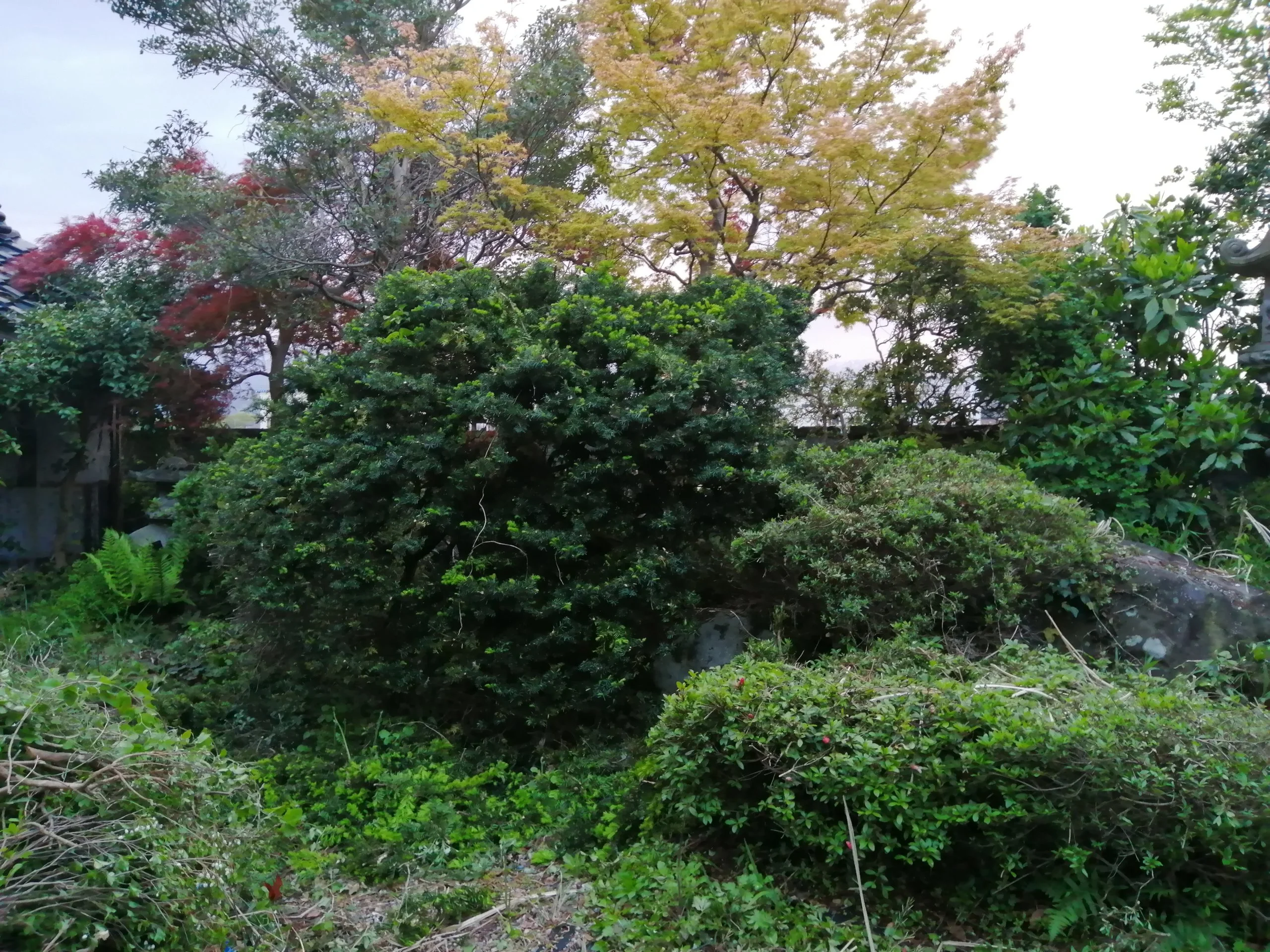 Lol I guess I need work on my hedge trimming.