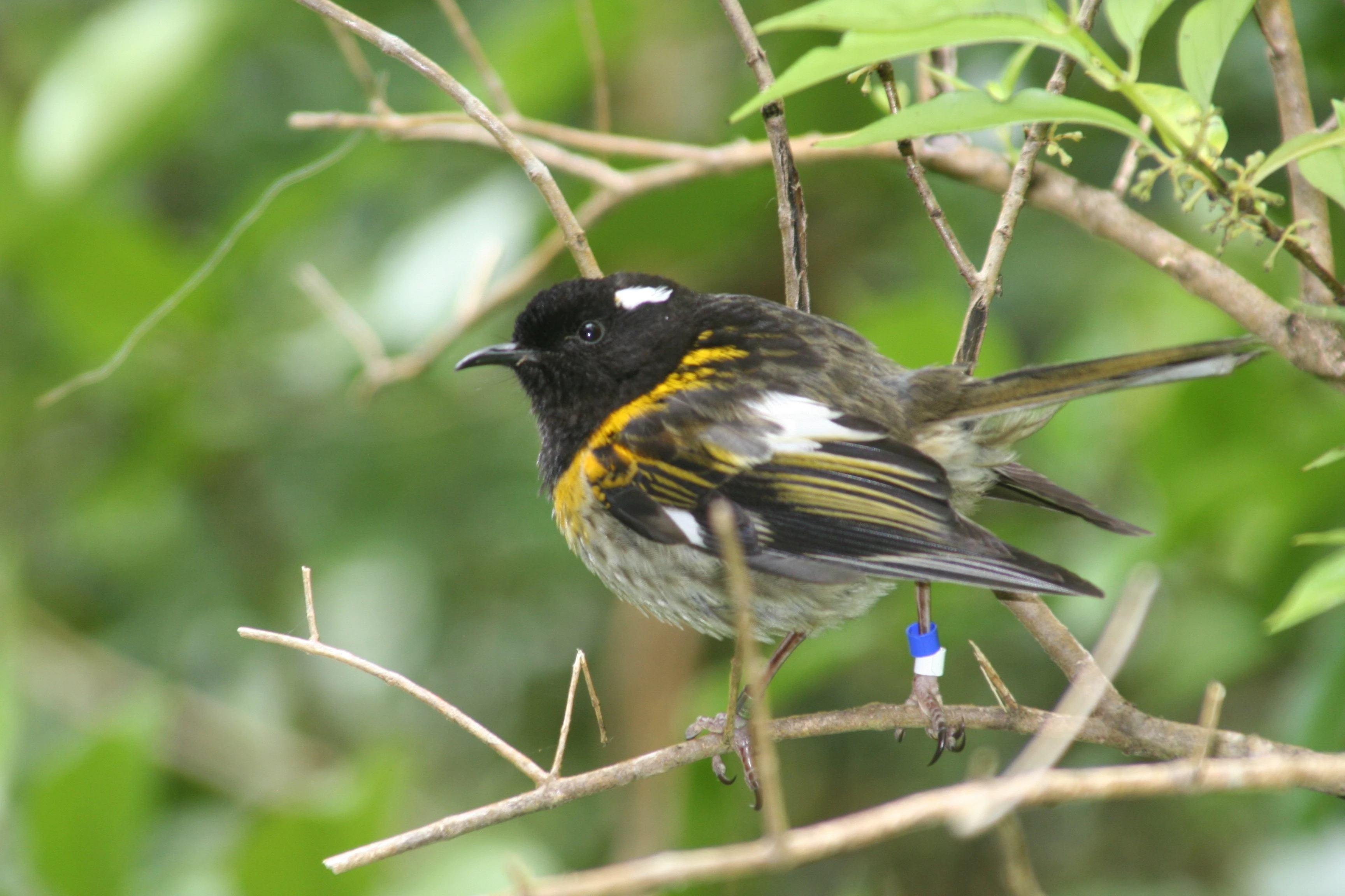 Male stitchbird