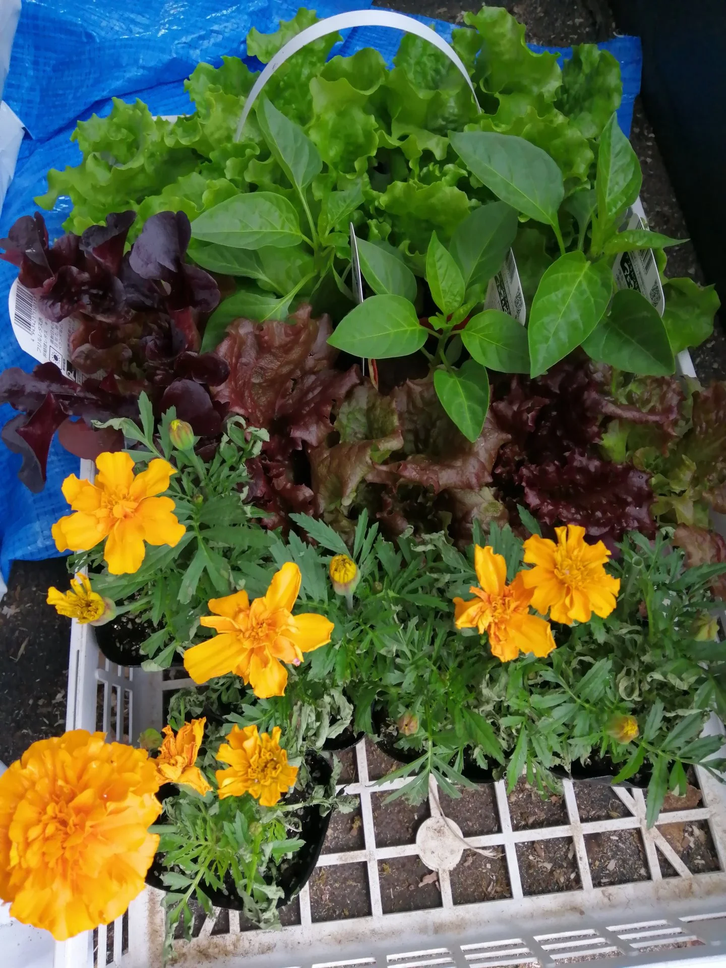 Marigolds, bell peppers, and lettuce companion plants.