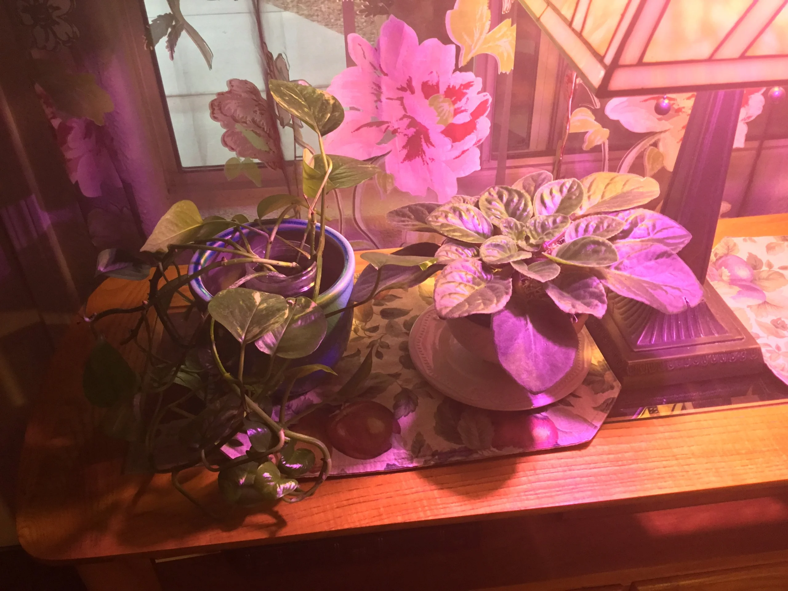 Misc plants in my window