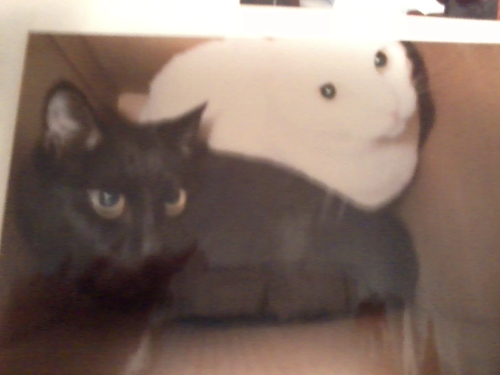 my 2 cats the white 1 is jake the black 1 is elve