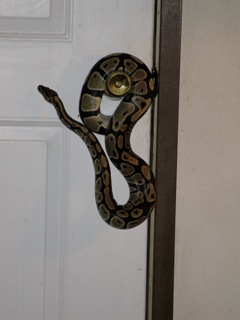my 31/2 foot male ball python