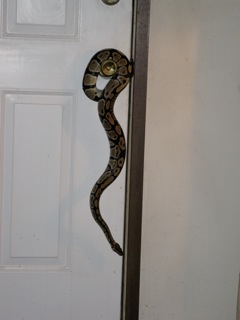 my 31/2 foot male ball python