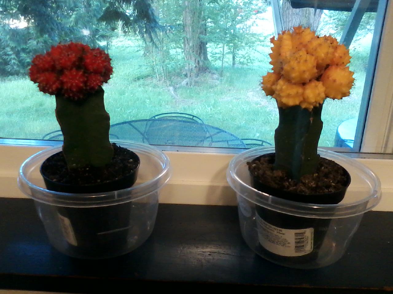 My cool yellow and red moon cactuses :)