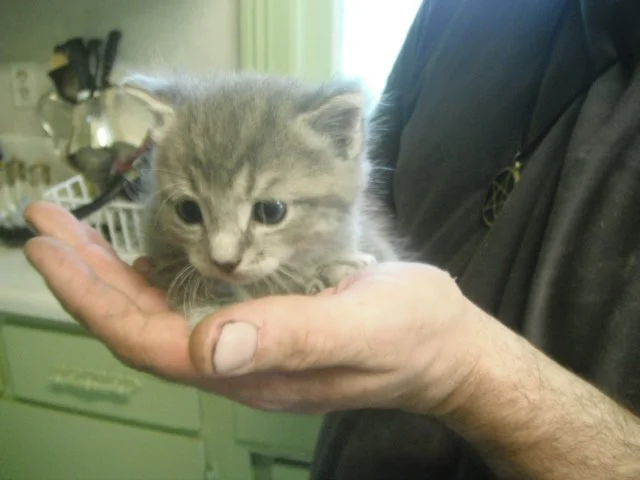 My dad holding a two week old Summer in the palm of his hand - aw, I miss when they were this size! I remember her first steps up the stairs, after her many attempts and fails...