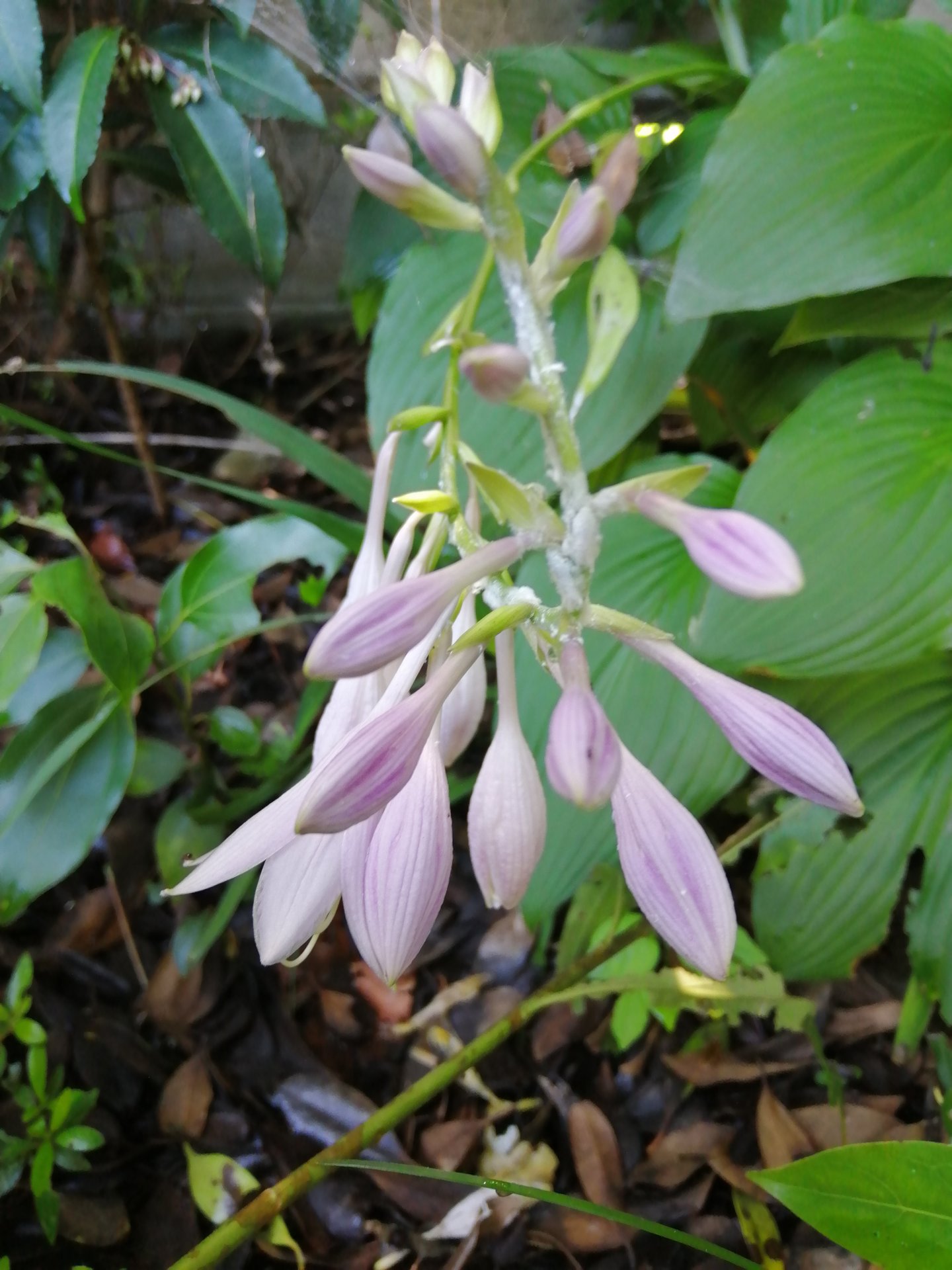 My hostas are blooming for the first time!