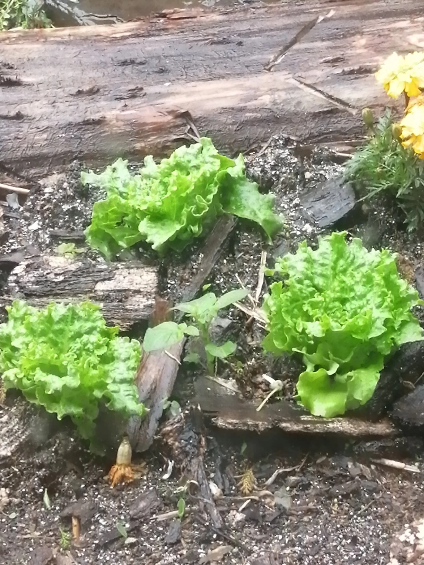 Mysterious potato plant.