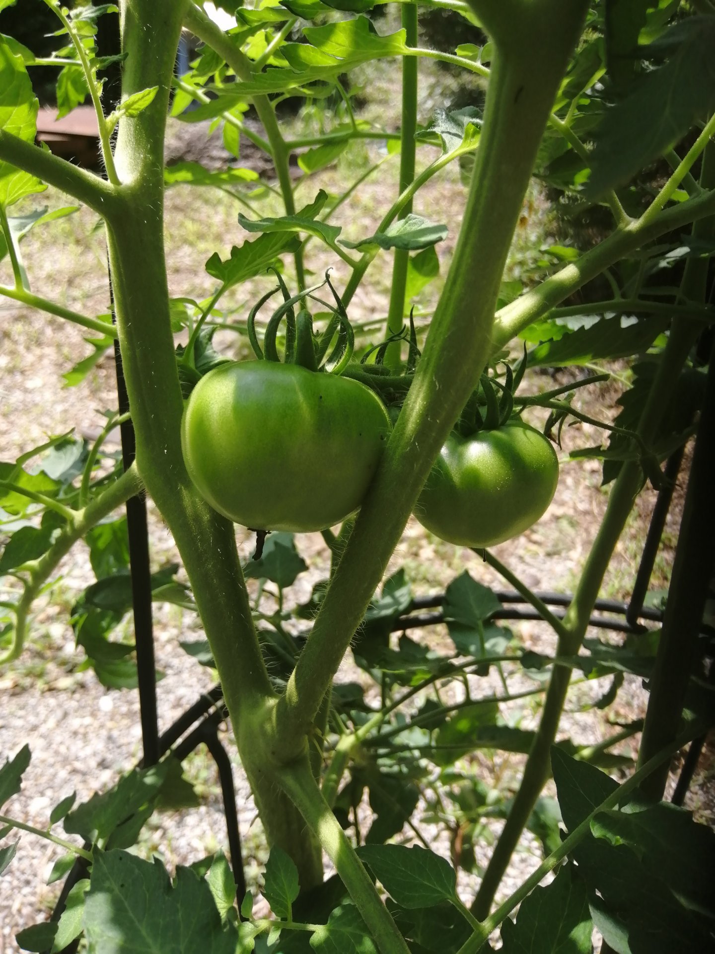 Mystery tomatoes