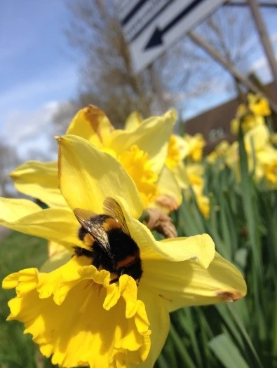 Narcissi and a Bumblebee