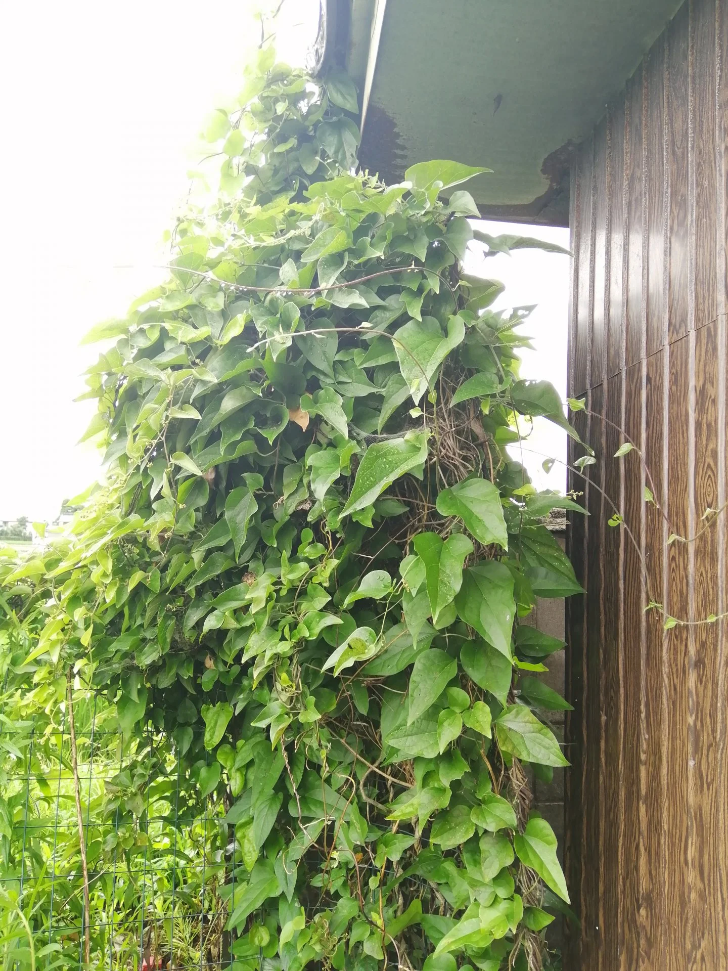 Nasty jongular vine infestation.