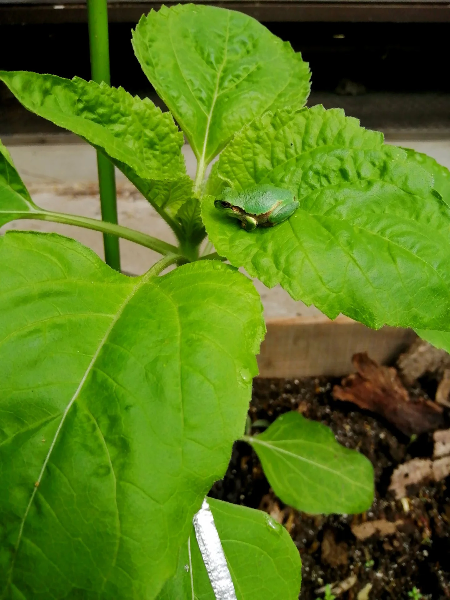 Nearly invisible sunflower guardian.