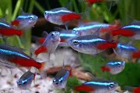 Neon Tetras