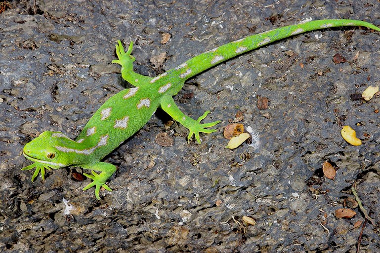 Northland (NZ) Green Gecko