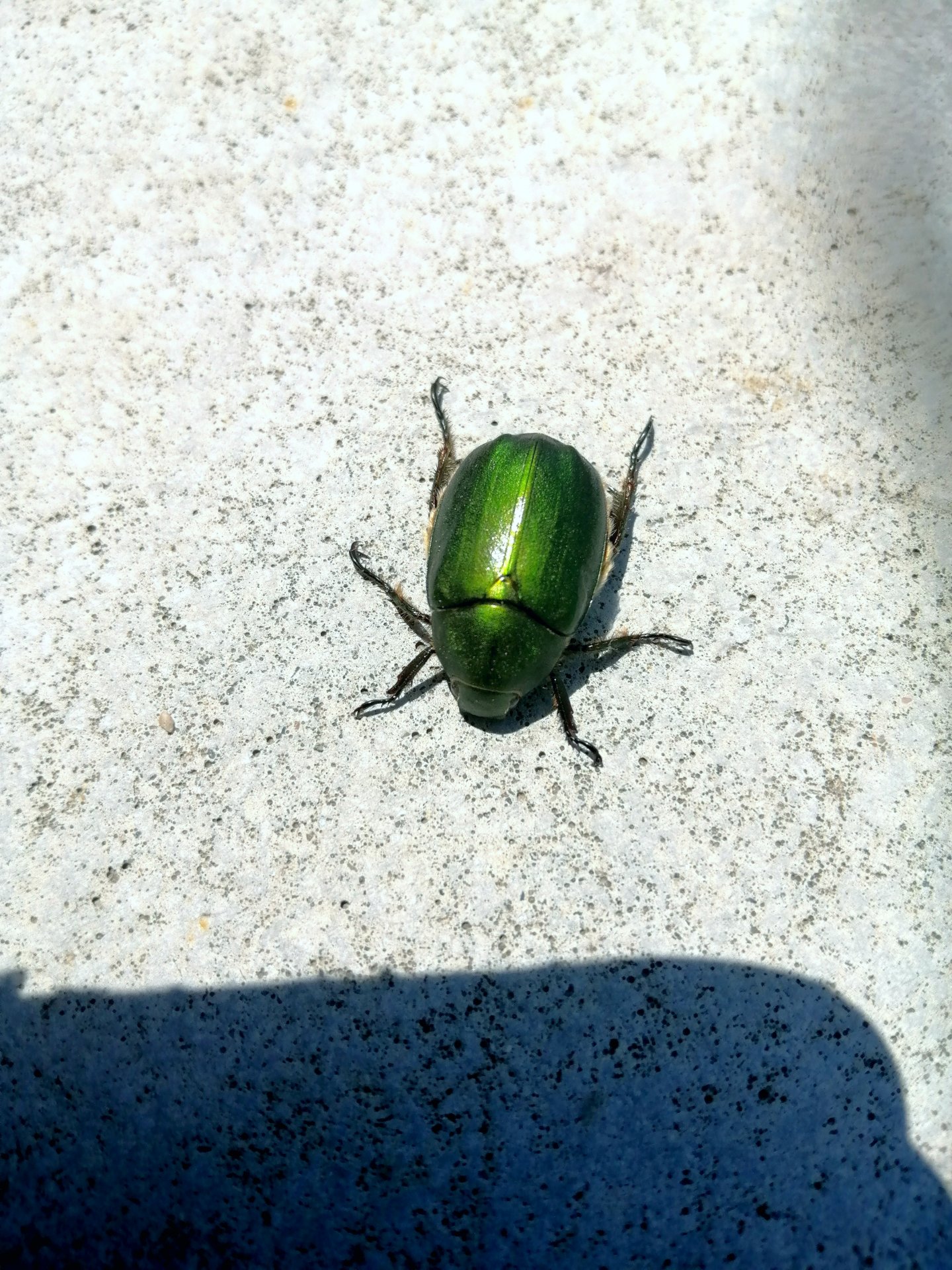 Not sure about what kind of beetle.
